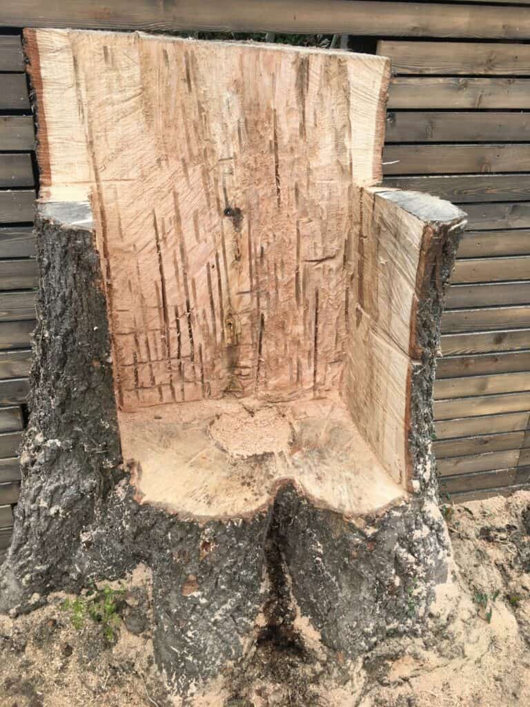 Freshly cut tree stump near wooden fence.